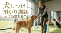 犬のしつけ 預かり訓練って効果ある？期間・料金目安・メリットデメリットを徹底解説