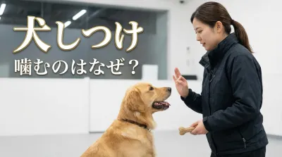 犬のしつけ 噛むのはなぜ？「やめ方」を教えれば減らせるんです
