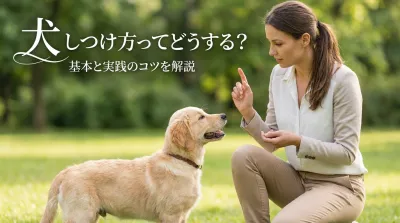 犬のしつけ方ってどうする？基本と実践のコツを解説