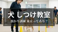 東京の犬のしつけ教室預かり訓練は飼い主さんへの引き継ぎセットがおすすめです