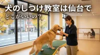犬のしつけ教室は仙台でどこがいいの？あなたの愛犬にぴったりのトレーニング方法