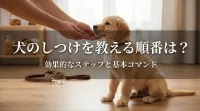 犬のしつけを教える順番は？最も効率的で愛犬に優しいしつけの順番