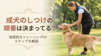 成犬のしつけの順番は決まってる？具体的なステップを分かりやすく解説