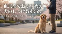 東京都でおすすめの犬のしつけ教室5選！口コミ、評判徹底解説