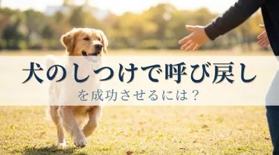 犬のしつけで呼び戻しを成功させるには？