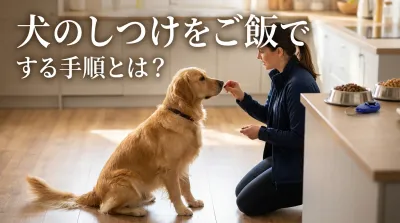 犬のしつけをご飯でする手順とは？