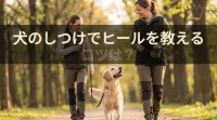 犬のしつけでヒールを教えるコツは？