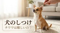 犬のしつけ チワワは難しいの？