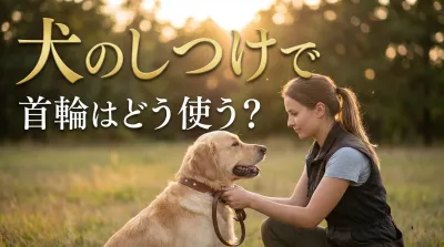 犬のしつけで首輪はどう使う？