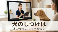 犬のしつけはオンラインでできるの？