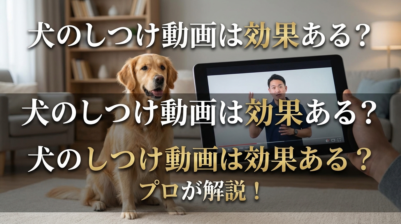 犬のしつけ動画は効果ある?