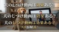 犬のしつけ動画は効果ある？