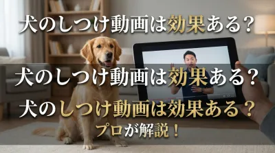 犬のしつけ動画は効果ある？