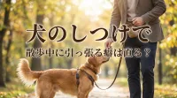 犬のしつけで散歩中に引っ張る癖は直る？