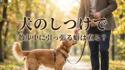 犬のしつけで散歩中に引っ張る癖は直る？