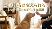 犬の性格は変えられる？しつけで変わるポイントを解説