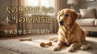 犬の無駄吠えの本当の原因5選｜やめさせるコツも紹介