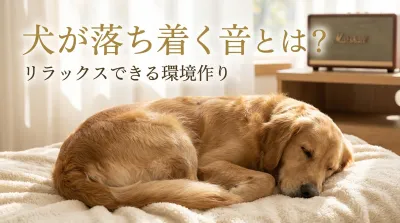 犬が落ち着く音とは？リラックスできる環境作り