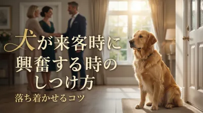 犬が来客時に興奮する時のしつけ方｜落ち着かせるコツ