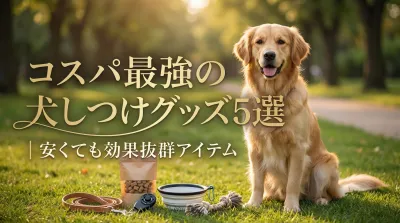 コスパ最強の犬しつけグッズ5選｜安くても効果抜群アイテム