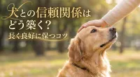 犬との信頼関係はどう築く？長く良好に保つコツ