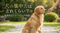 犬の集中力はどれくらい？効果的なトレーニング時間