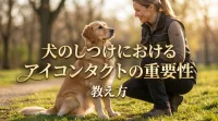 犬のしつけにおけるアイコンタクトの重要性と教え方