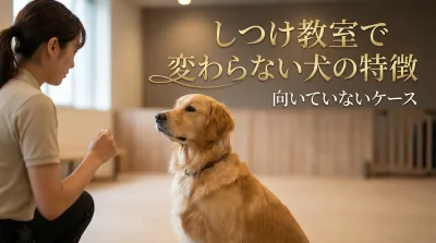 しつけ教室で変わらない犬の特徴｜向いていないケース