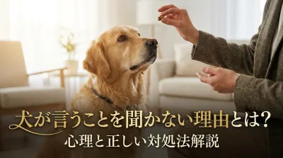 犬が言うことを聞かない理由とは？心理と正しい対処法解説