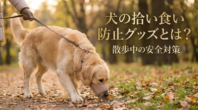 犬の拾い食い防止グッズとは？散歩中の安全対策