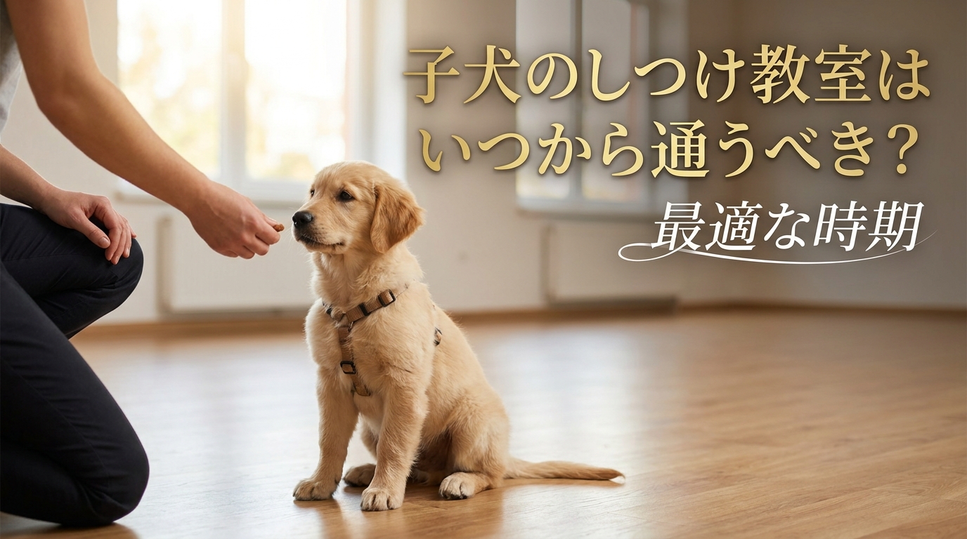 子犬のしつけ教室はいつから通うべき?最適な時期とは