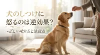 犬のしつけに怒るのは逆効果？正しい叱り方と注意点