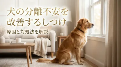 犬の分離不安を改善するしつけ｜原因と対処法を解説
