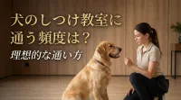 犬のしつけ教室に通う頻度は？理想的な通い方