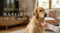 犬のしつけで叱るタイミングは？失敗しない判断基準