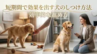 短期間で効果を出す犬のしつけ方法｜効率的な進め方