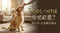 犬のしつけはなぜ必要？知らないと危険な理由
