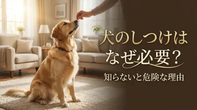 犬のしつけはなぜ必要？知らないと危険な理由