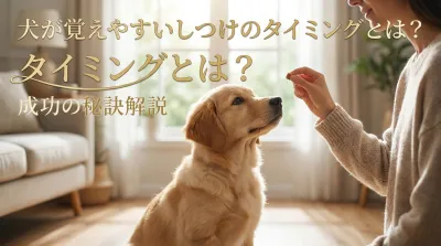 犬が覚えやすいしつけのタイミングとは？成功の秘訣解説