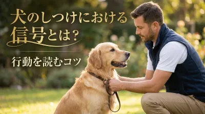 犬のしつけにおける信号とは？行動を読むコツ