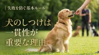 犬のしつけは一貫性が重要な理由｜失敗を防ぐ基本ルール