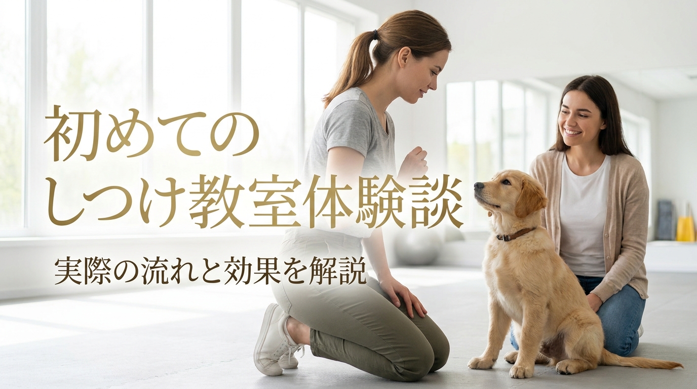 初めてのしつけ教室体験談|実際の流れと効果を解説