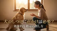 犬のしつけに声かけは必要？効果的な指示の出し方