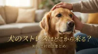 犬のストレスはどこから来る？原因と対処法まとめ