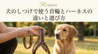 犬のしつけで使う首輪とハーネスの違いと選び方