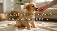 子犬のしつけはいつから？失敗しない始め方と重要ポイント