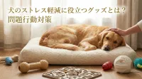 犬のストレス軽減に役立つグッズとは？問題行動対策