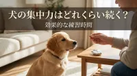 犬の集中力はどれくらい続く？効果的な練習時間