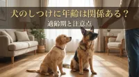 犬のしつけに年齢は関係ある？適齢期と注意点