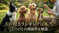 犬の賢さランキングは本当？しつけとの関係性を解説